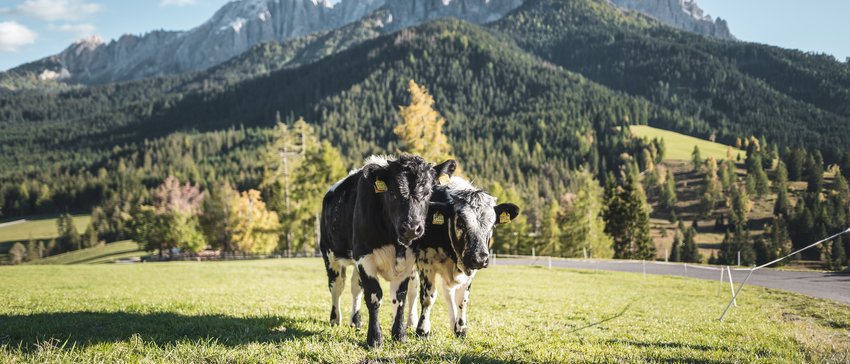 Familie Auer ♥ Sport, Genuss & Winterwandern im Eggental