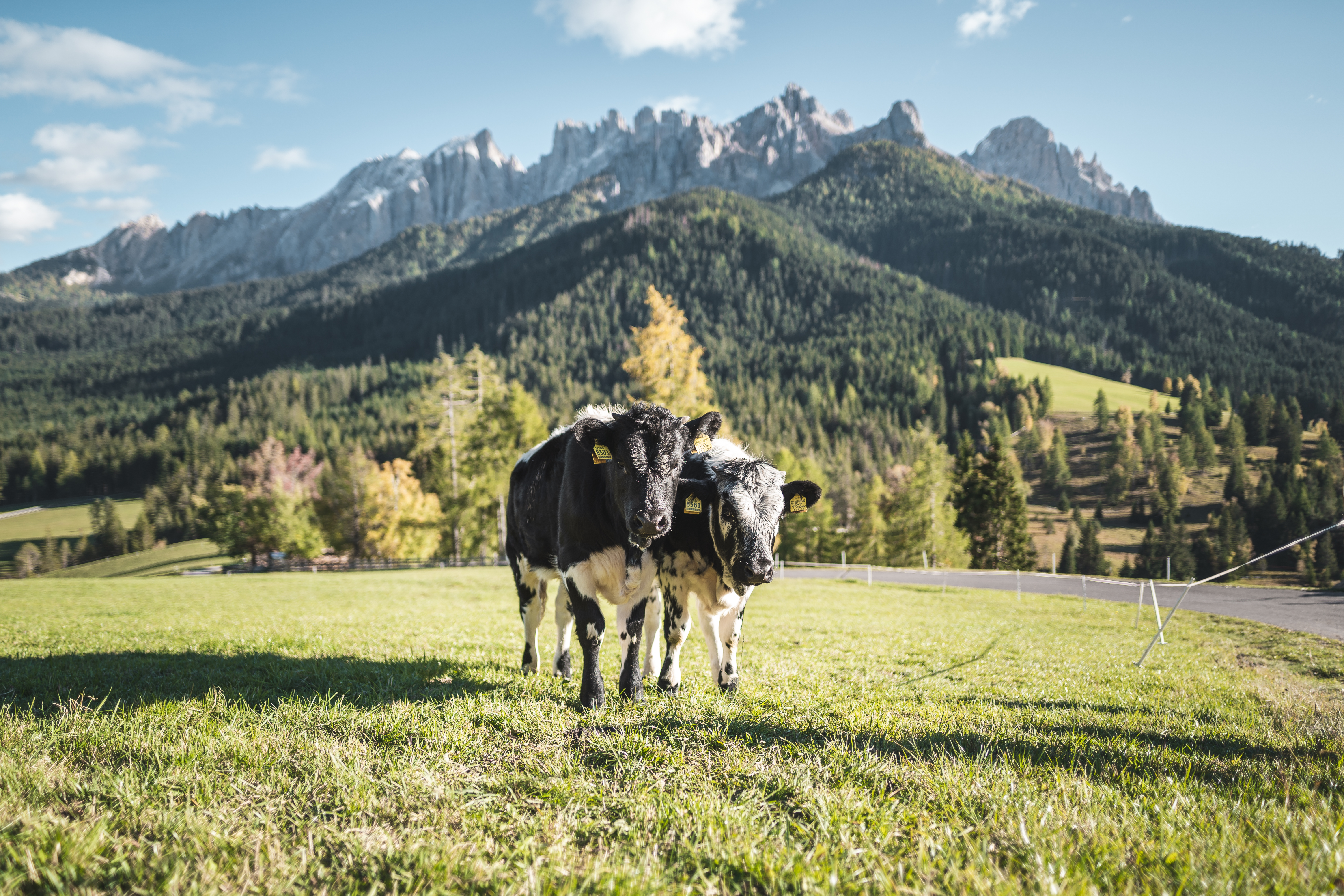 Le immagini più belle del nostro hotel sulle Dolomiti